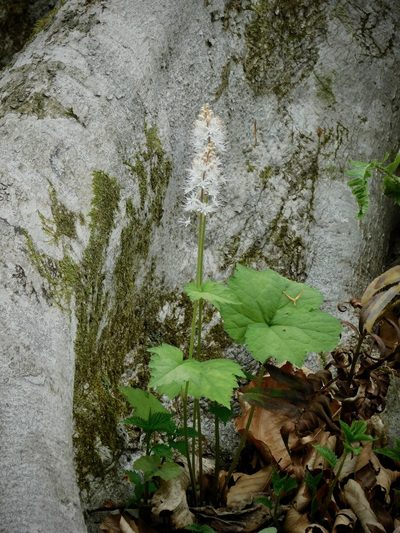 Tiarella austrina, photographed by Michael J. Papay