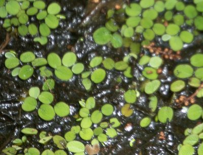 Salvinia minima, photographed by Chuck Martin