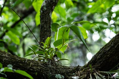 Epidendrum rigidum, photographed by Chuck Martin