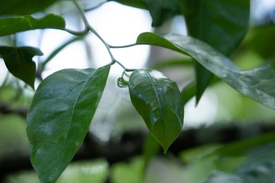 Annona glabra