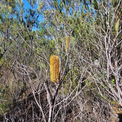 Banksia ericifolia, photographed by ronavery