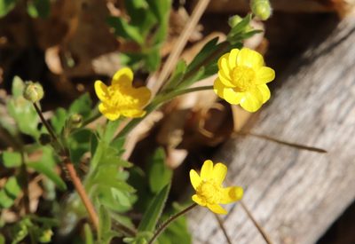 Ranunculus californicus, photographed by Millie Basden