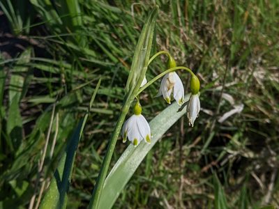 Leucojum aestivum, photographed by bemma