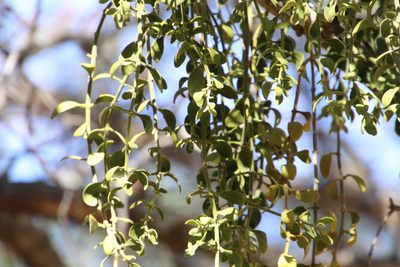 Phoradendron villosum, photographed by Millie Basden