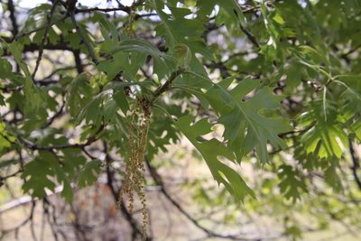 Quercus kelloggii, photographed by Millie Basden