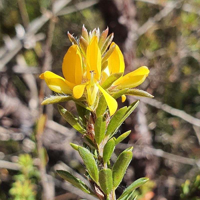 Pultenaea tuberculata, photographed by ronavery