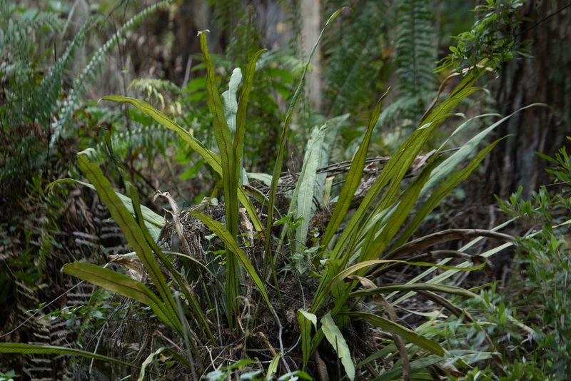 Campyloneurum phyllitidis, photographed by Chuck Martin