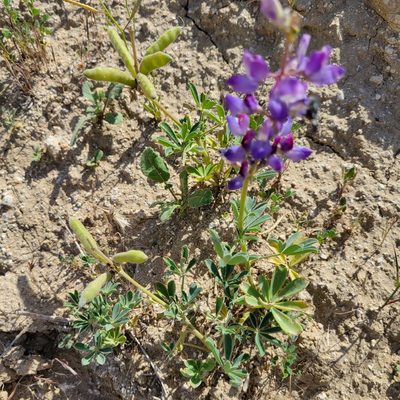 Lupinus succulentus, photographed by Dan Horowitz