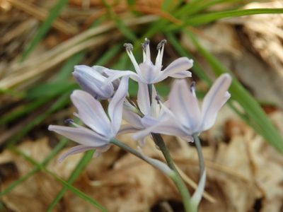 Scilla verna, photographed by Carminda Santos