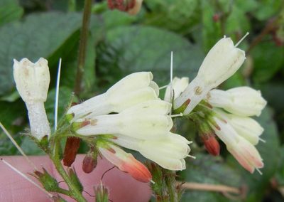 Symphytum grandiflorum, photographed by Jon Mortin