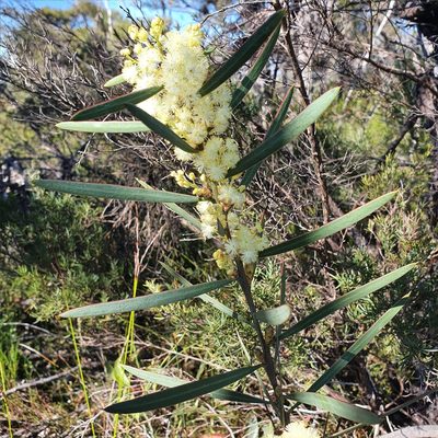 Acacia suaveolens, photographed by ronavery