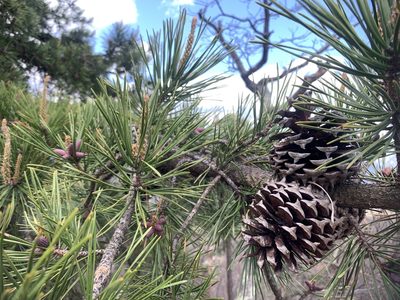 Pinus pungens, photographed by Jacob Malcom