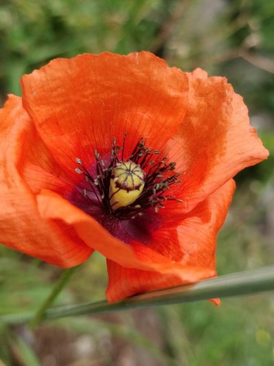 Papaver pinnatifidum, photographed by Vítor Jorge