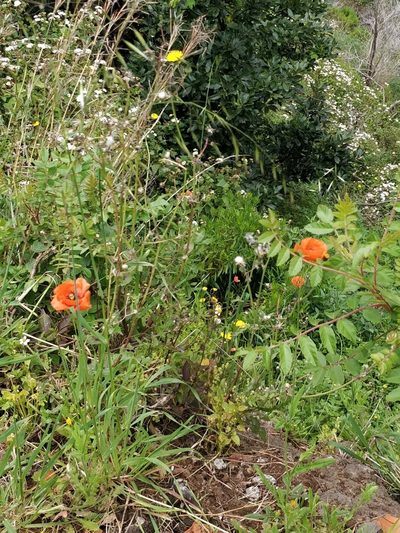 Papaver pinnatifidum, photographed by Vítor Jorge