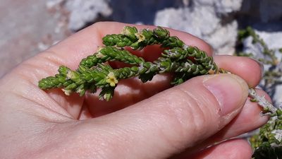 Thymelaea hirsuta, photographed by Alessia Guggisberg