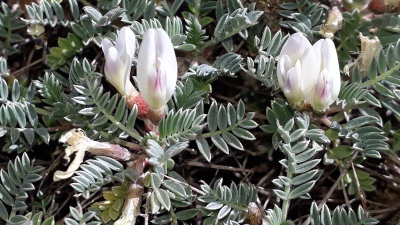 Astragalus terraccianoi, photographed by Alessia Guggisberg