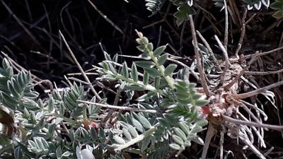Astragalus terraccianoi, photographed by Alessia Guggisberg