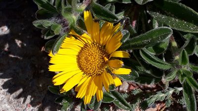 Pallenis maritima, photographed by Alessia Guggisberg