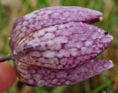 Fritillaria meleagris, photographed by Patrick Hacker
