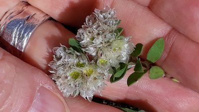 Paronychia argentea, photographed by Alessia Guggisberg
