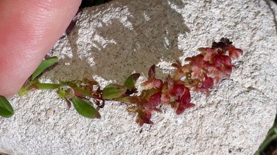 Rumex bucephalophorus, photographed by Alessia Guggisberg