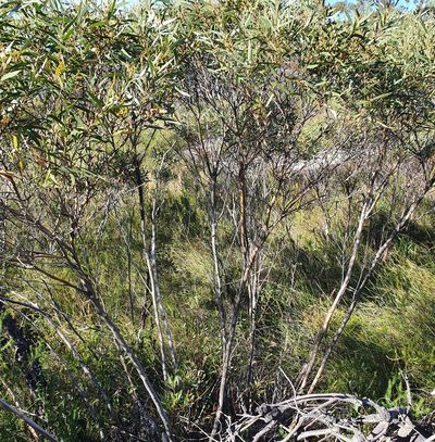 Eucalyptus stricta, photographed by ronavery