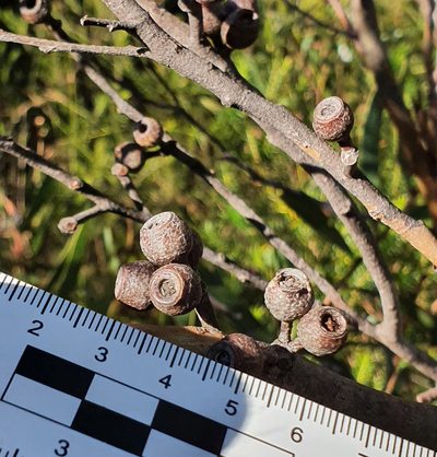 Eucalyptus stricta, photographed by ronavery