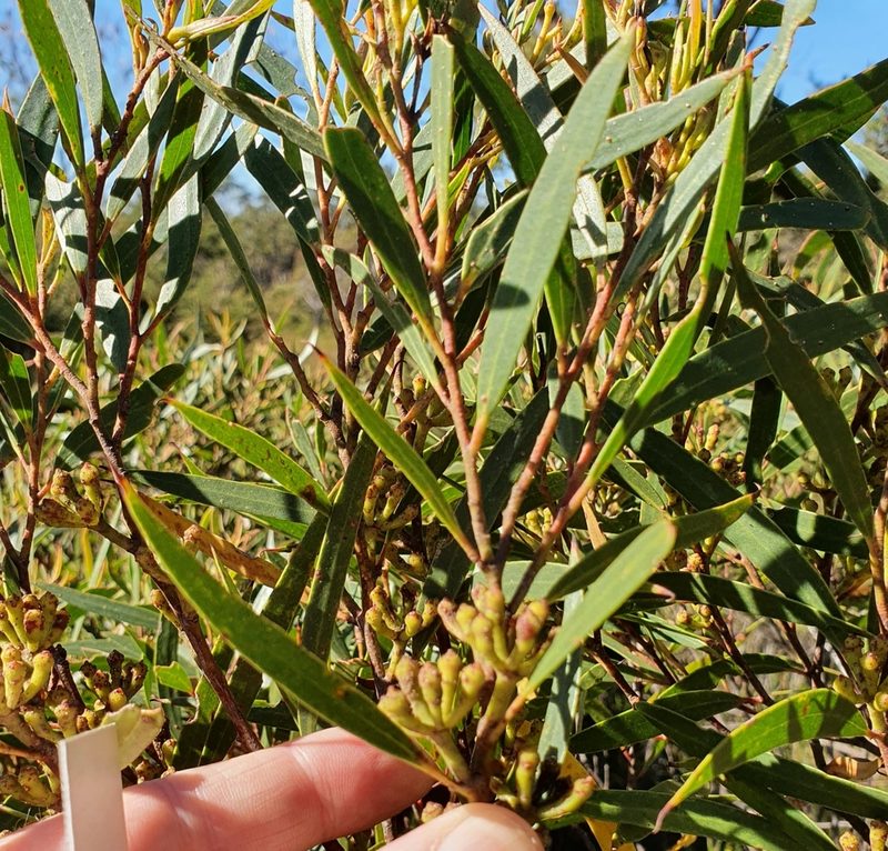 Eucalyptus stricta, photographed by ronavery