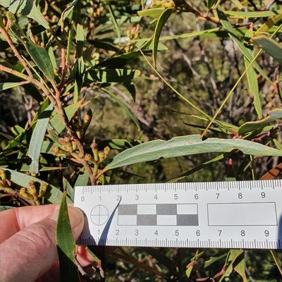 Eucalyptus stricta, photographed by ronavery