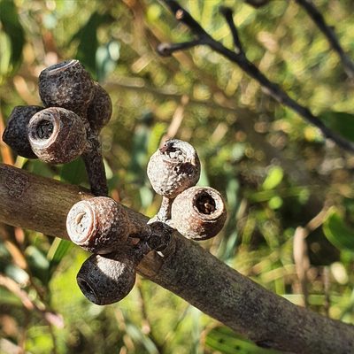 Eucalyptus stricta, photographed by ronavery
