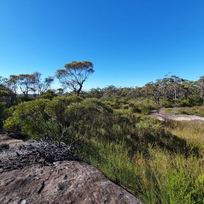 Eucalyptus stricta, photographed by ronavery