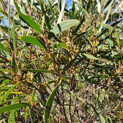 Eucalyptus stricta, photographed by ronavery