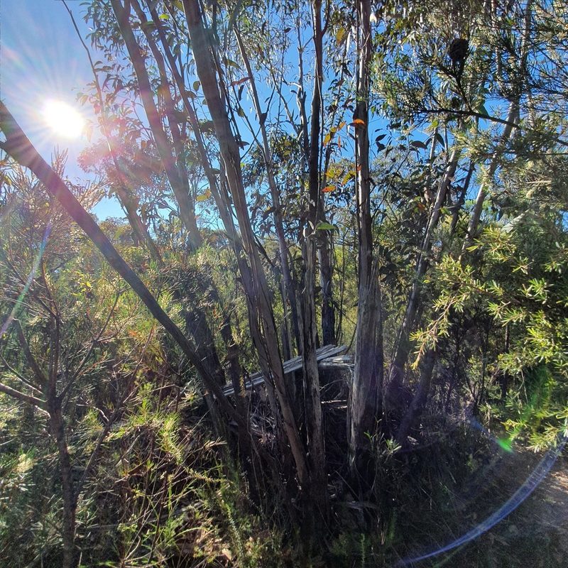 Eucalyptus multicaulis, photographed by ronavery