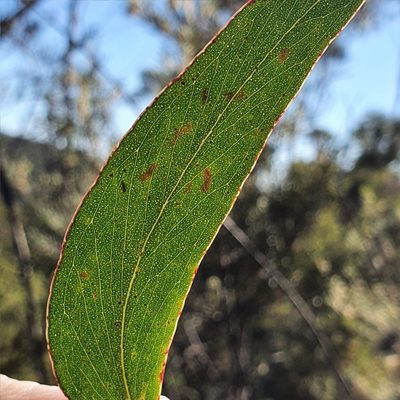 Eucalyptus multicaulis, photographed by ronavery