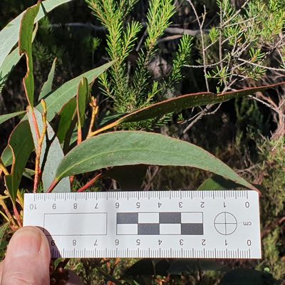 Eucalyptus multicaulis, photographed by ronavery