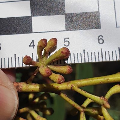 Eucalyptus multicaulis, photographed by ronavery