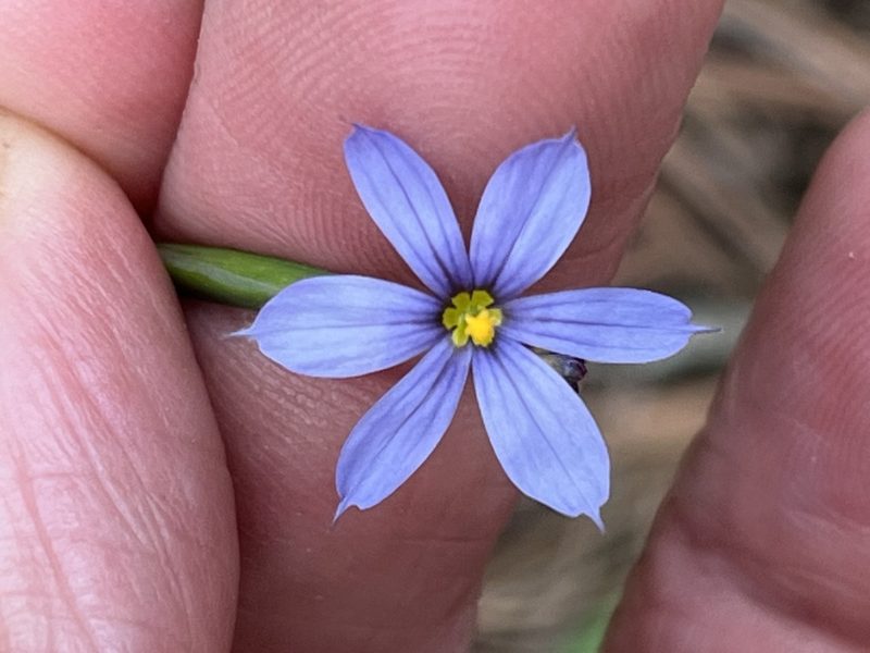 Sisyrinchium nashii, photographed by Brian Finzel