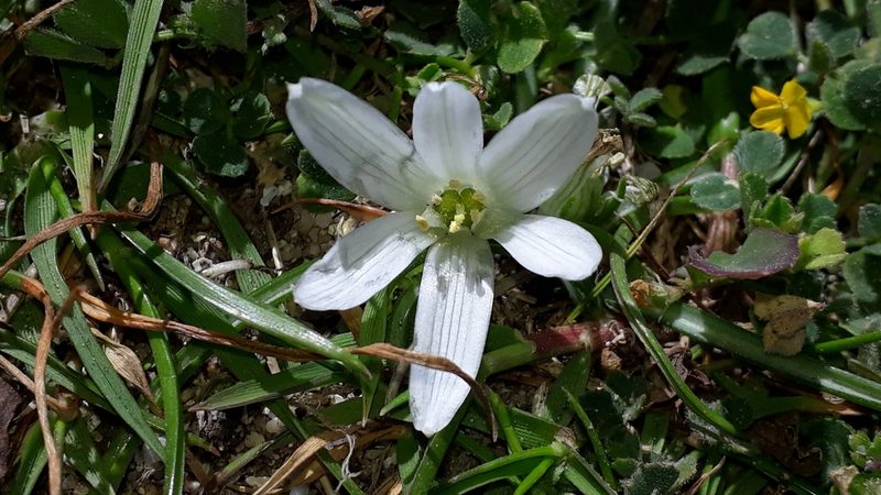 Ornithogalum corsicum, photographed by Alessia Guggisberg