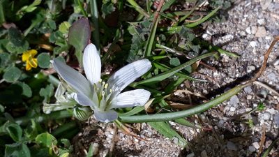 Ornithogalum corsicum, photographed by Alessia Guggisberg