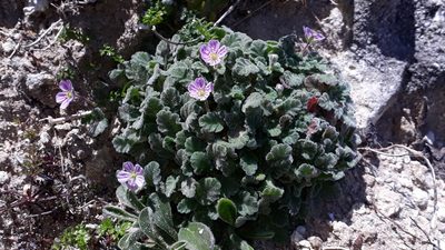 Erodium corsicum, photographed by Alessia Guggisberg