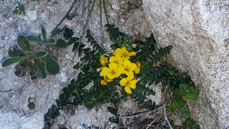 Morisia monanthos, photographed by Alessia Guggisberg