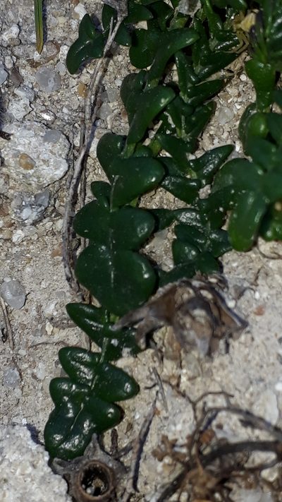 Morisia monanthos, photographed by Alessia Guggisberg