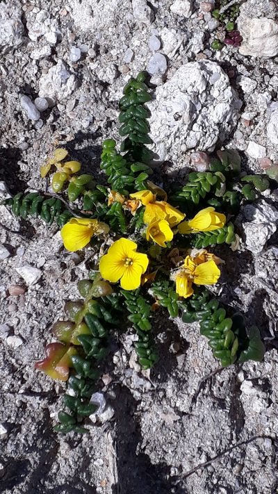 Morisia monanthos, photographed by Alessia Guggisberg