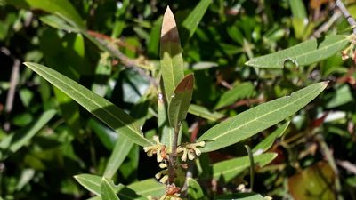 Phillyrea angustifolia, photographed by Alessia Guggisberg