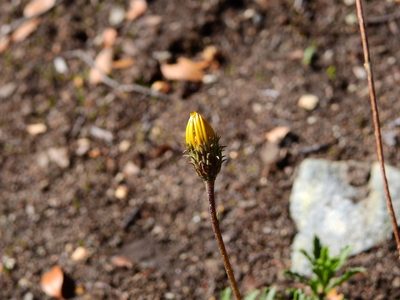 Haplopappus glutinosus, photographed by Guillermo Debandi