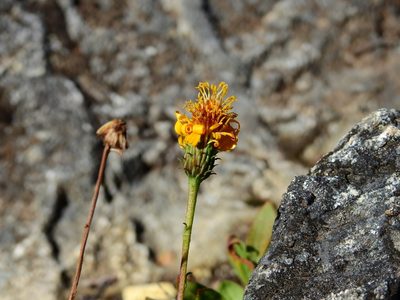 Haplopappus glutinosus, photographed by Guillermo Debandi
