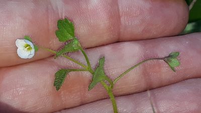 Veronica cymbalaria, photographed by Alessia Guggisberg