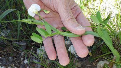 Lathyrus ochrus, photographed by Alessia Guggisberg