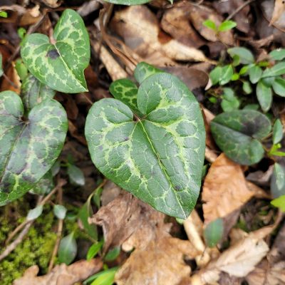 Asarum shuttleworthii, photographed by Alan Jeon