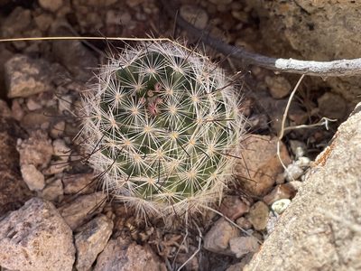 Cochemiea tetrancistra, photographed by Bobby McCabe